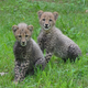 Illustration for article titled Olympic Sprinters Will Be Running Not Only For Gold, But For These Frigging Adorable Baby Cheetahs